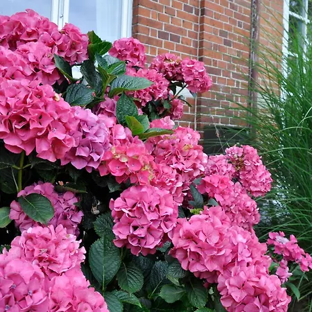 Oda ve Kahvaltı Lundsgaard 3*